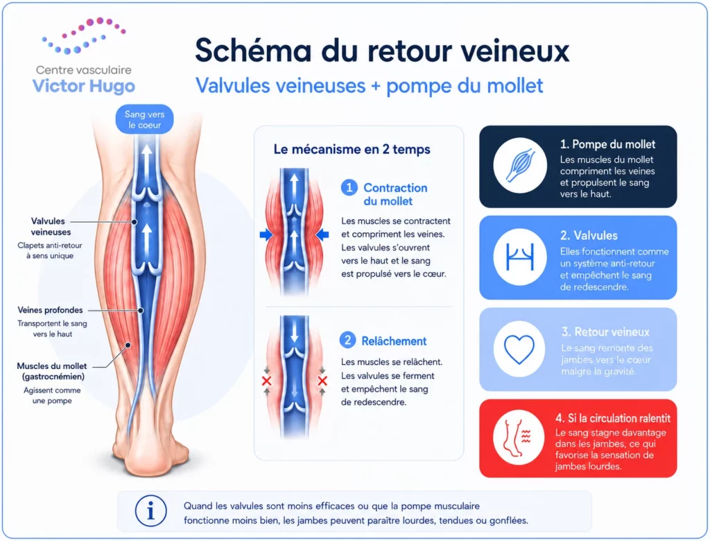 Schéma du retour veineux dans la jambe : la pompe du mollet et les valvules anti-retour font remonter le sang vers le cœur